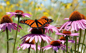 Best Coneflower Seeds for a Pollinator Friendly Garden