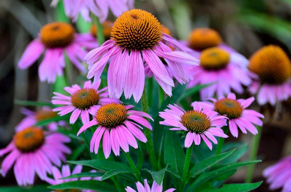 Purple Coneflower Seeds for Planting