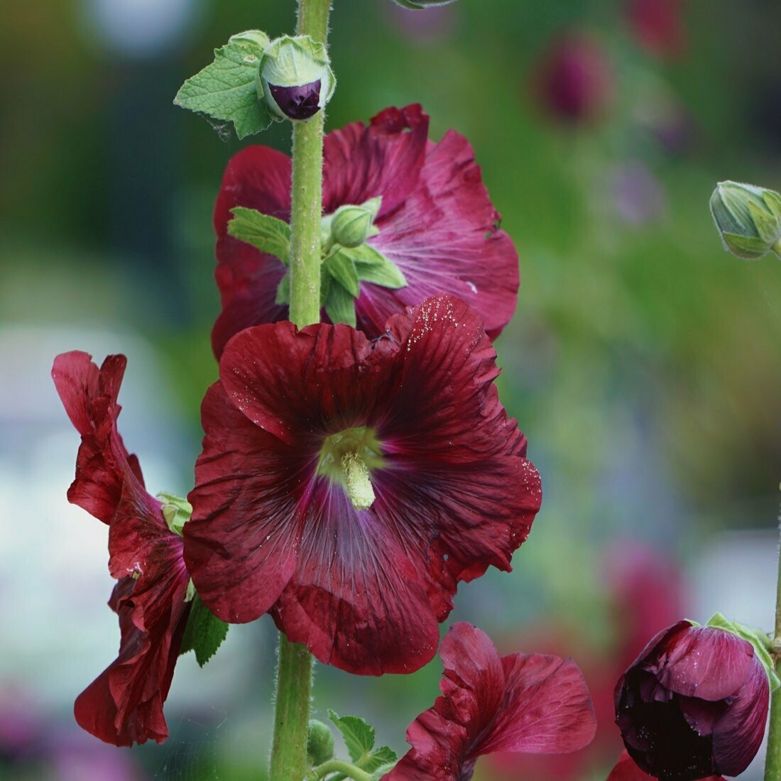 Hollyhock Alcea Rosea Flower Seeds