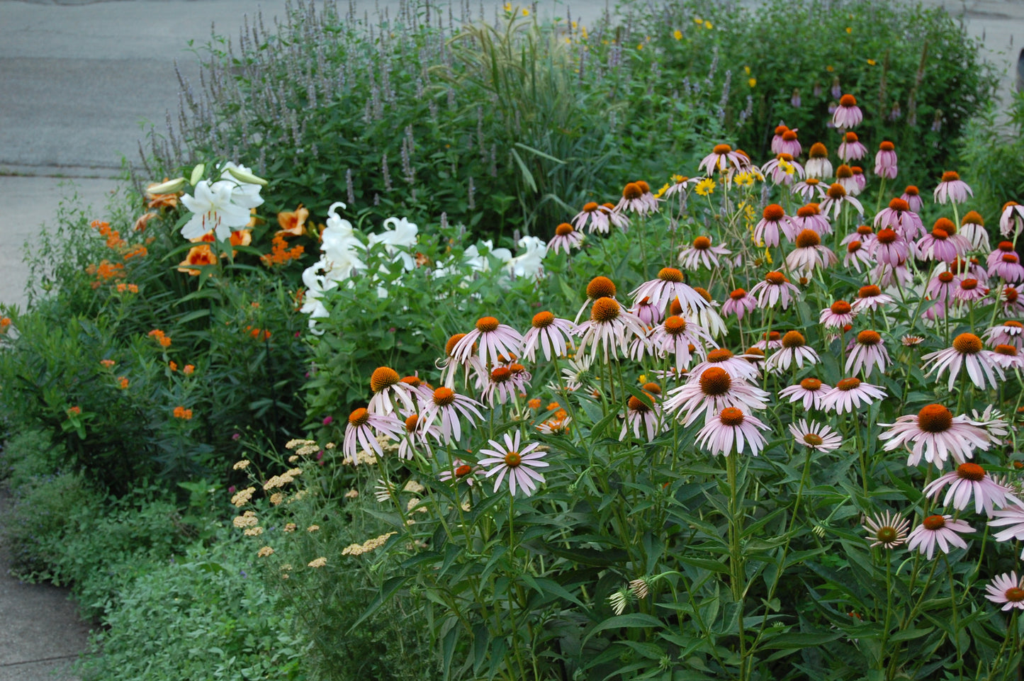 Best Coneflower Seeds for Pollinator Gardens