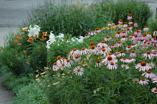 Best Coneflower Seeds for Pollinator Gardens – Heirloom, Non-GMO, Perennial