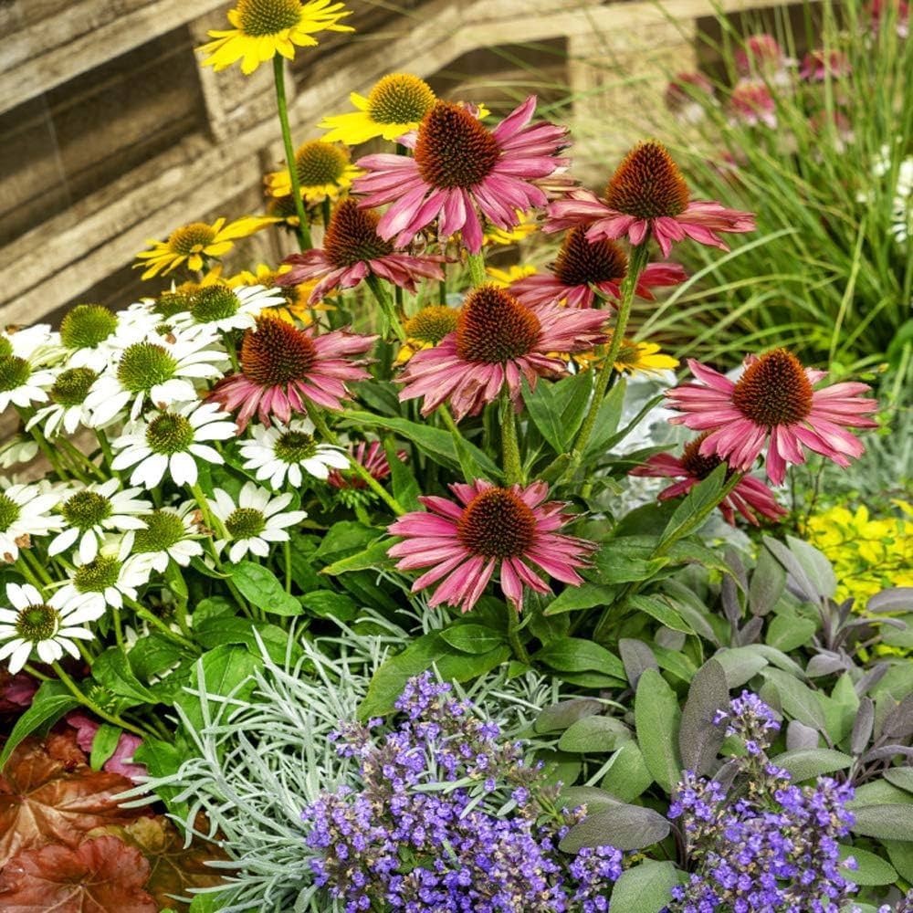 Best Coneflower Seeds for Pollinator Gardens