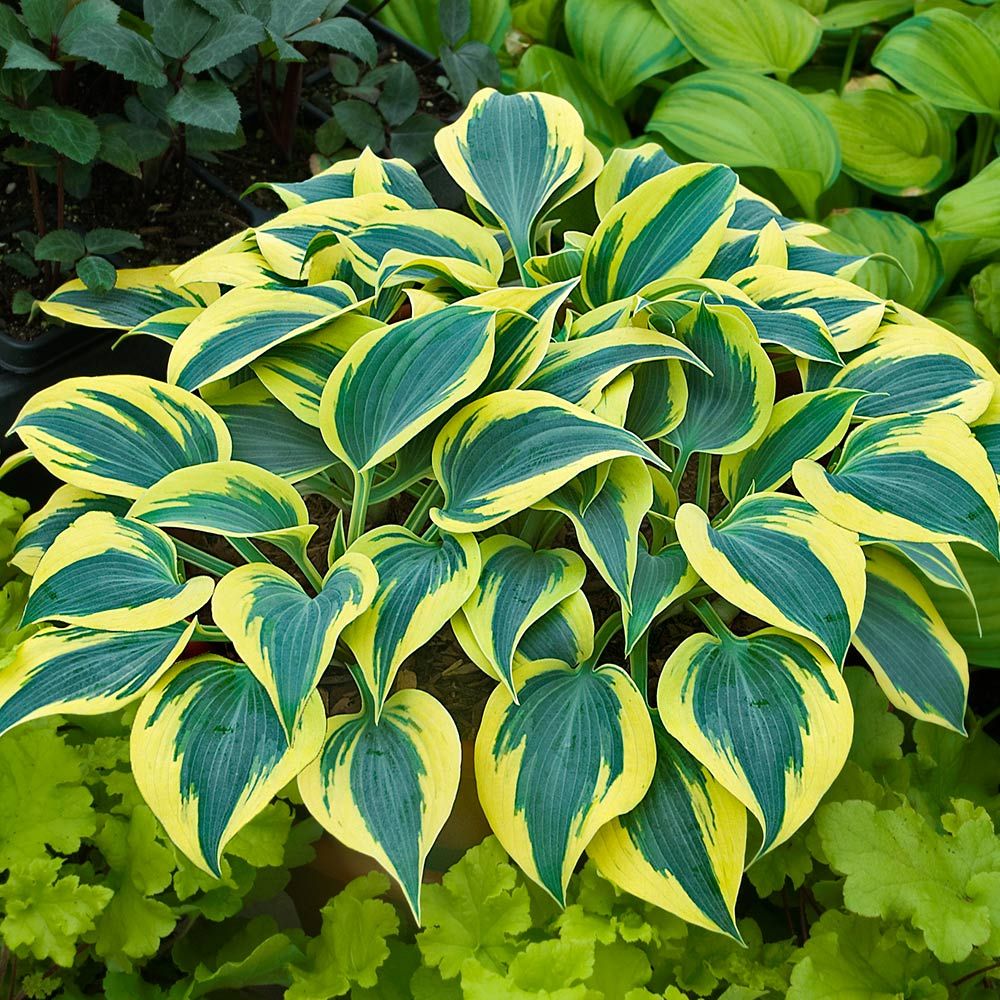 Herbstfrost Hosta Pflanzensamen