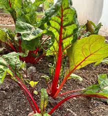 Más De 50 Semillas De Acelga Roja Rubí - Acelga Ruibarbo