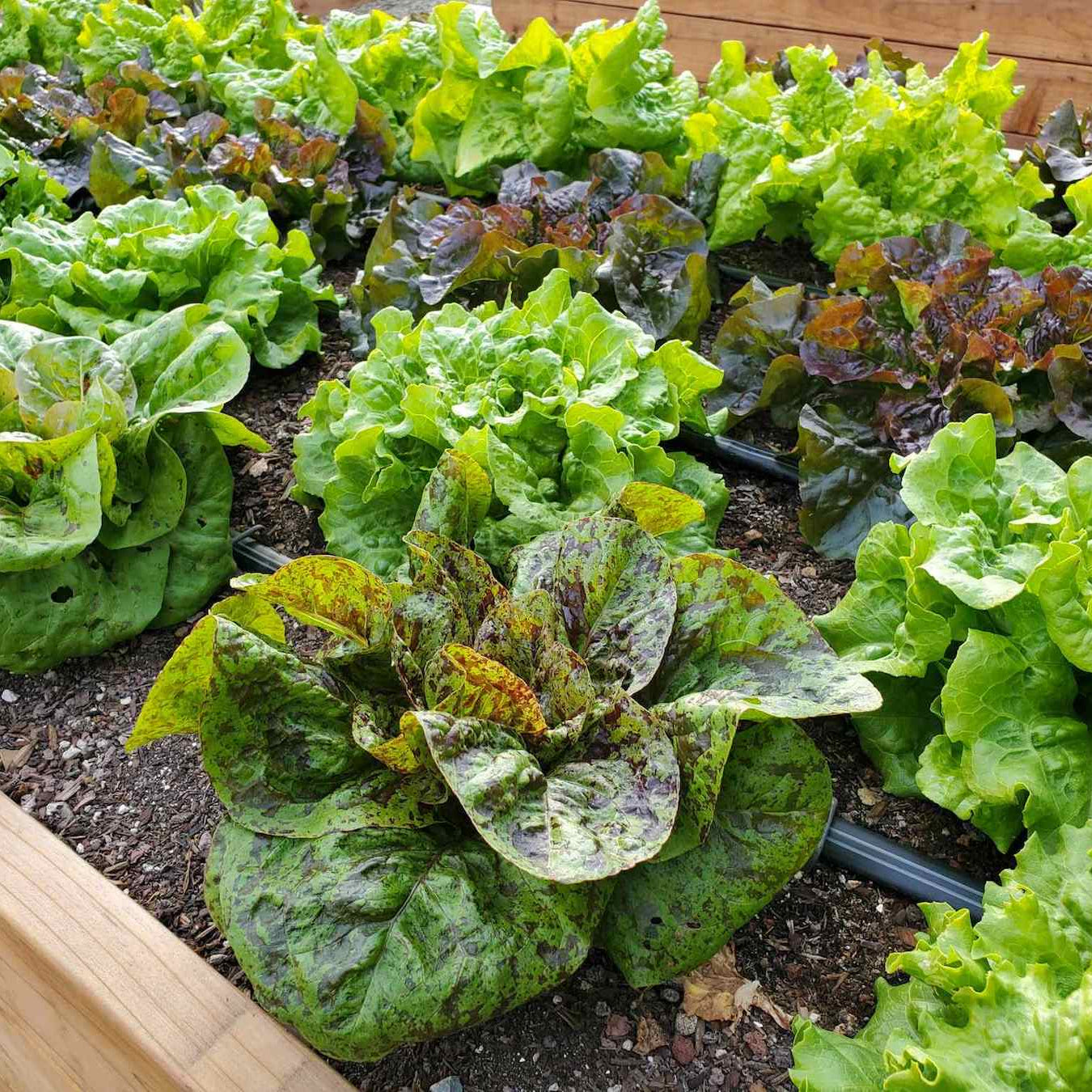 Lettuce Seeds for Garden Planting