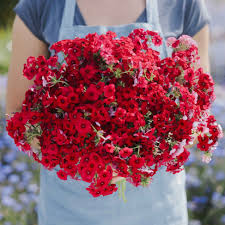Phlox Flower Seeds – Red for Planting