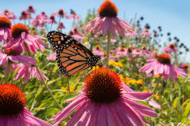 Best Coneflower Seeds for Pollinator Gardens