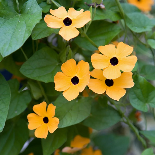 Black-Eyed Susan Vine Flower Seeds for Planting – Heirloom, Non-GMO, Easy to Grow, Climbing Vine