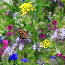 Organic Coneflower Seeds for Attracting Bees and Butterflies