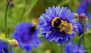 Organic Coneflower Seeds for Attracting Bees and Butterflies