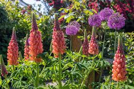 Heirloom Coneflower Seeds Easy to Grow Perennial Flowers