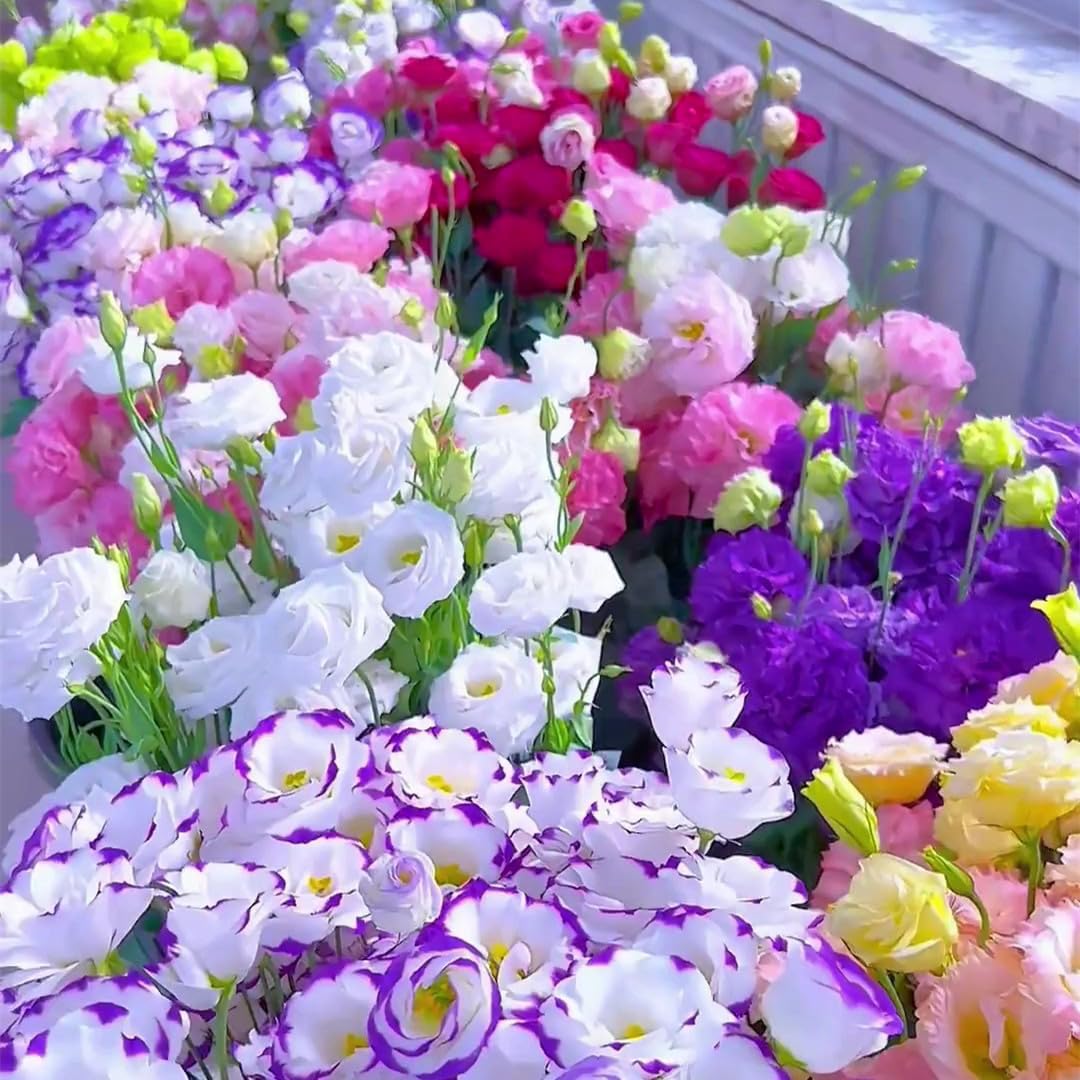 flower seeds lisianthus seeds Premium Lisianthus Seeds for Planting – Heirloom, Non-GMO, Easy to Gro – Pure Asia Seeds
