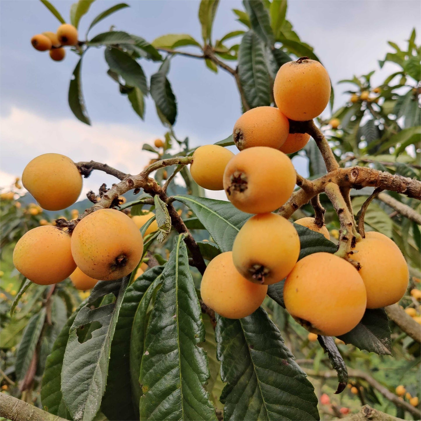 Loquat Fruit Seeds