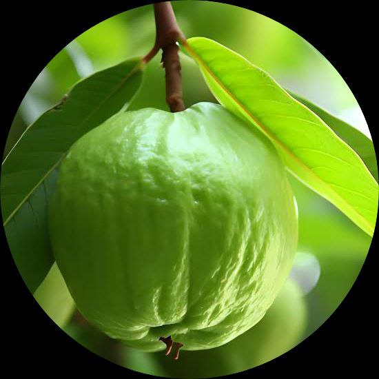 Süße Guavenfruchtsamen