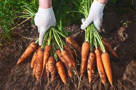 Carrot Seeds for Planting – Home Garden Variety