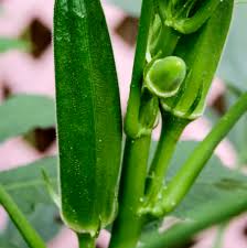 Okra Seeds-Fresh Garden Seeds