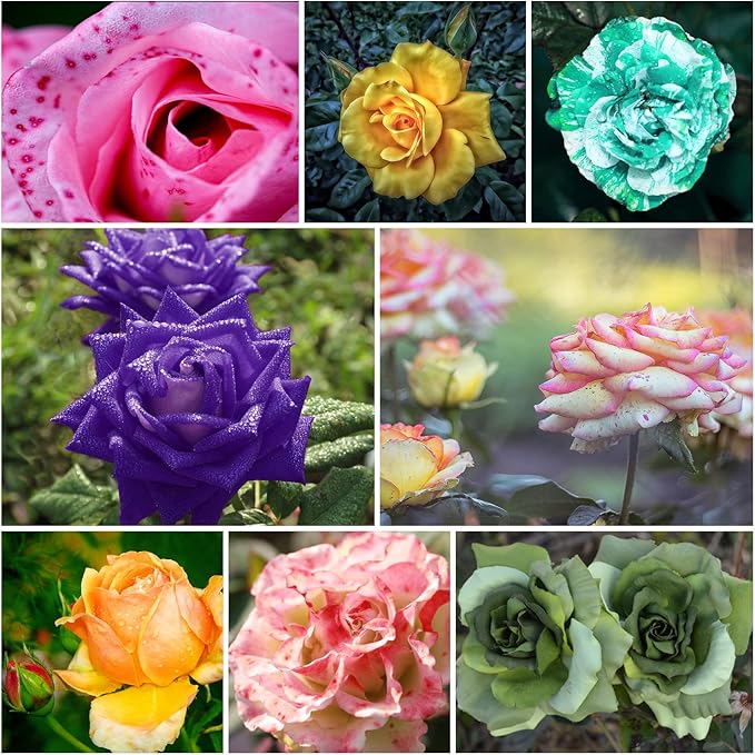 rare garden seeds Rare Rose Seeds for Planting – Heirloom, Non-GMO, Mixed Varieties, Per – Pure Asia Seeds