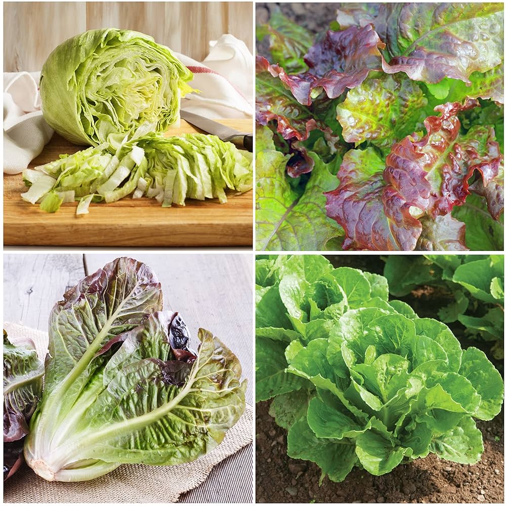 Iceberg & Red Romaine Lettuce Seed Variety
