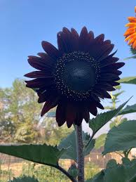 Sunflower Seeds for Planting to Plant Black color