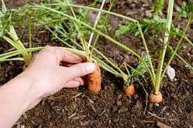 Carrot Seeds for Planting – Home Garden Variety