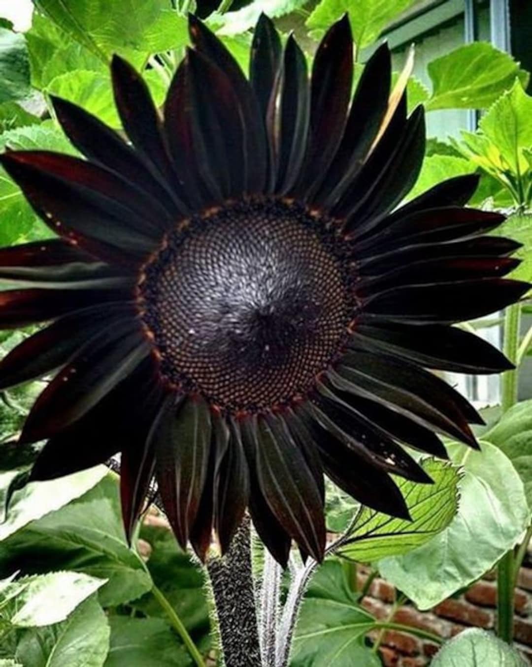 Sunflower Seeds for Planting to Plant Black color