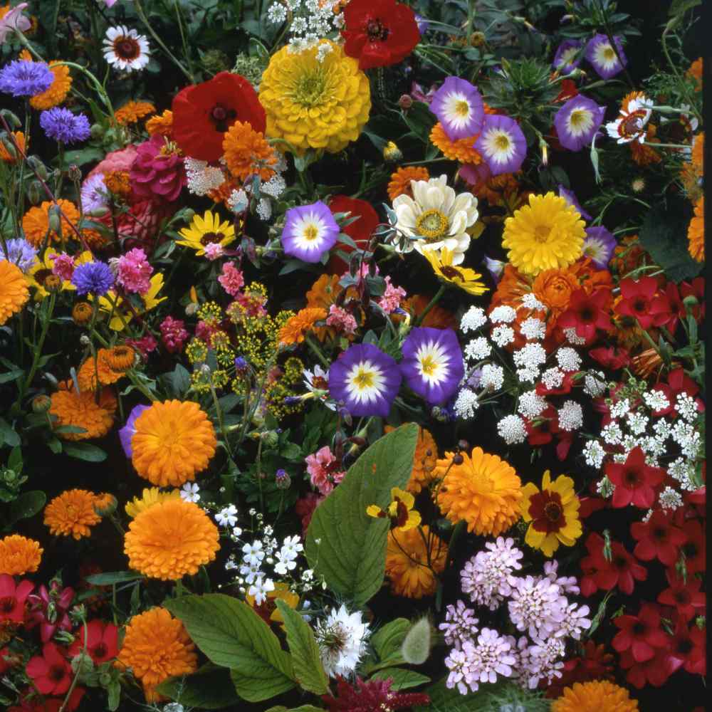 Wildflower Mix Birds Bees & Butterflies