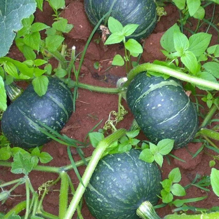 プエルトリコ産パンプキン野菜の種