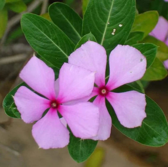 Madagaskar-Immergrün Catharanthus Roseus Blumensamen
