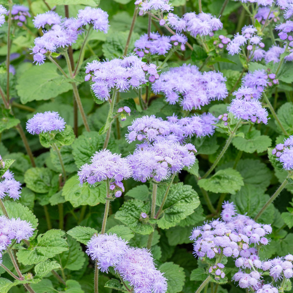 Violet Ageratum Flower seeds for Planting - Seasonal Bloomer, Heirloom & GMO Free Seeds for Home Garden
Sale seeds for planting in home garden