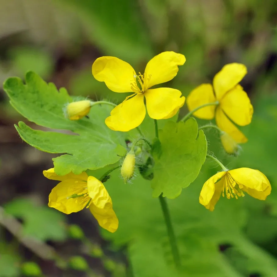 Yellow Tetterwort Flower seeds for Planting Wildflower Mix Heirloom & GMO Free Seeds for Home Garden
Sale seeds for home garden planting