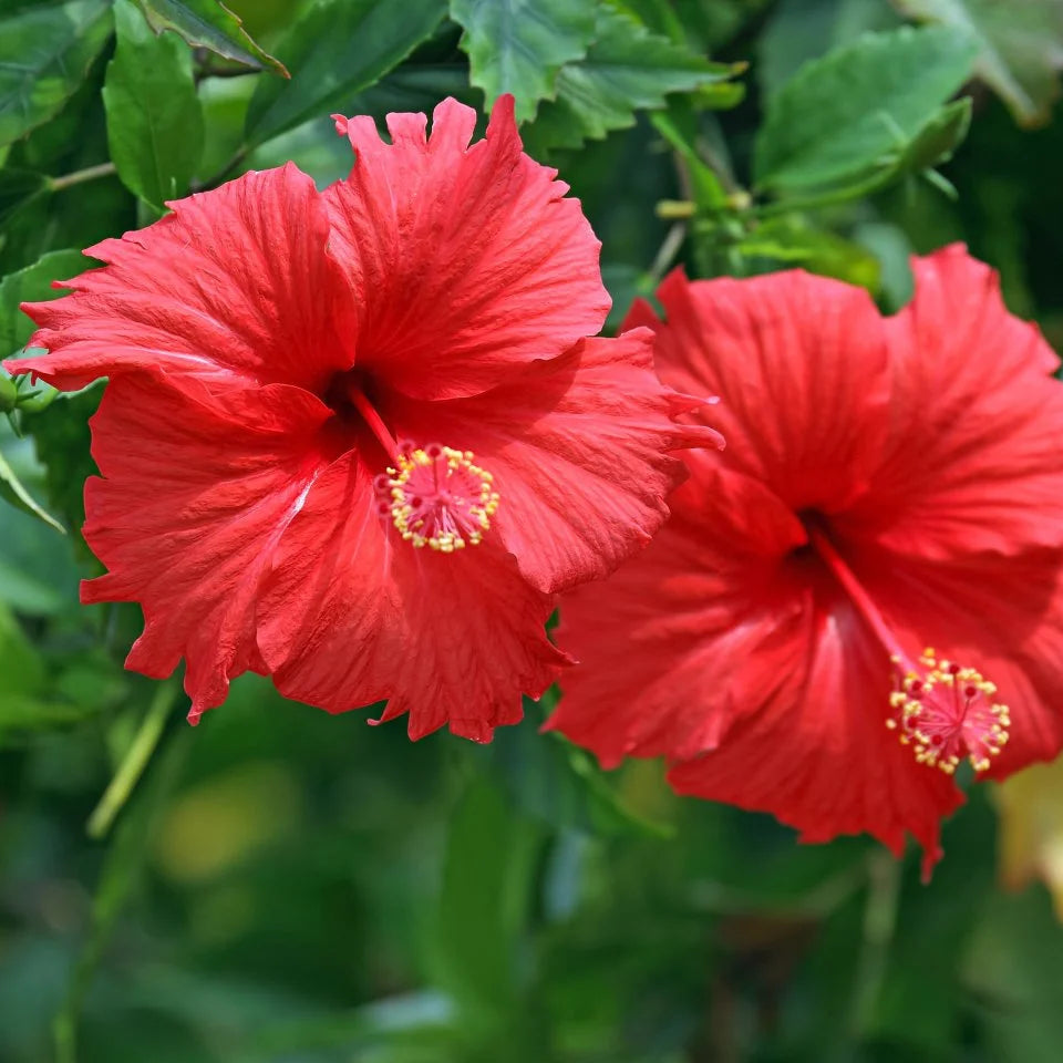 Hibiscus Flower Seeds
