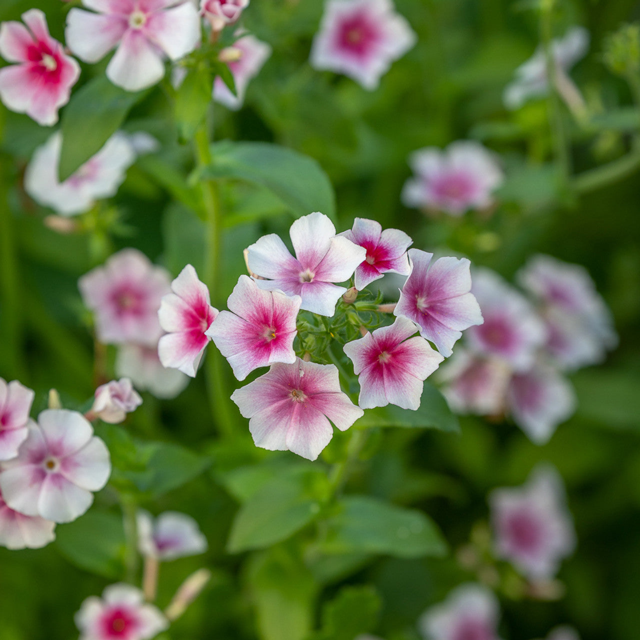 Phlox Flower Seeds