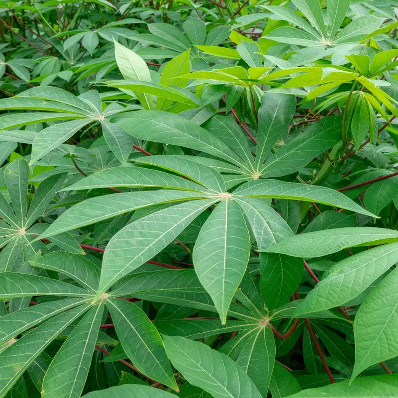 Cassava Herb Seeds