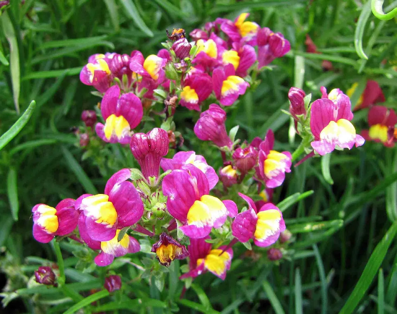 Moroccan Toadflax Flower Seeds