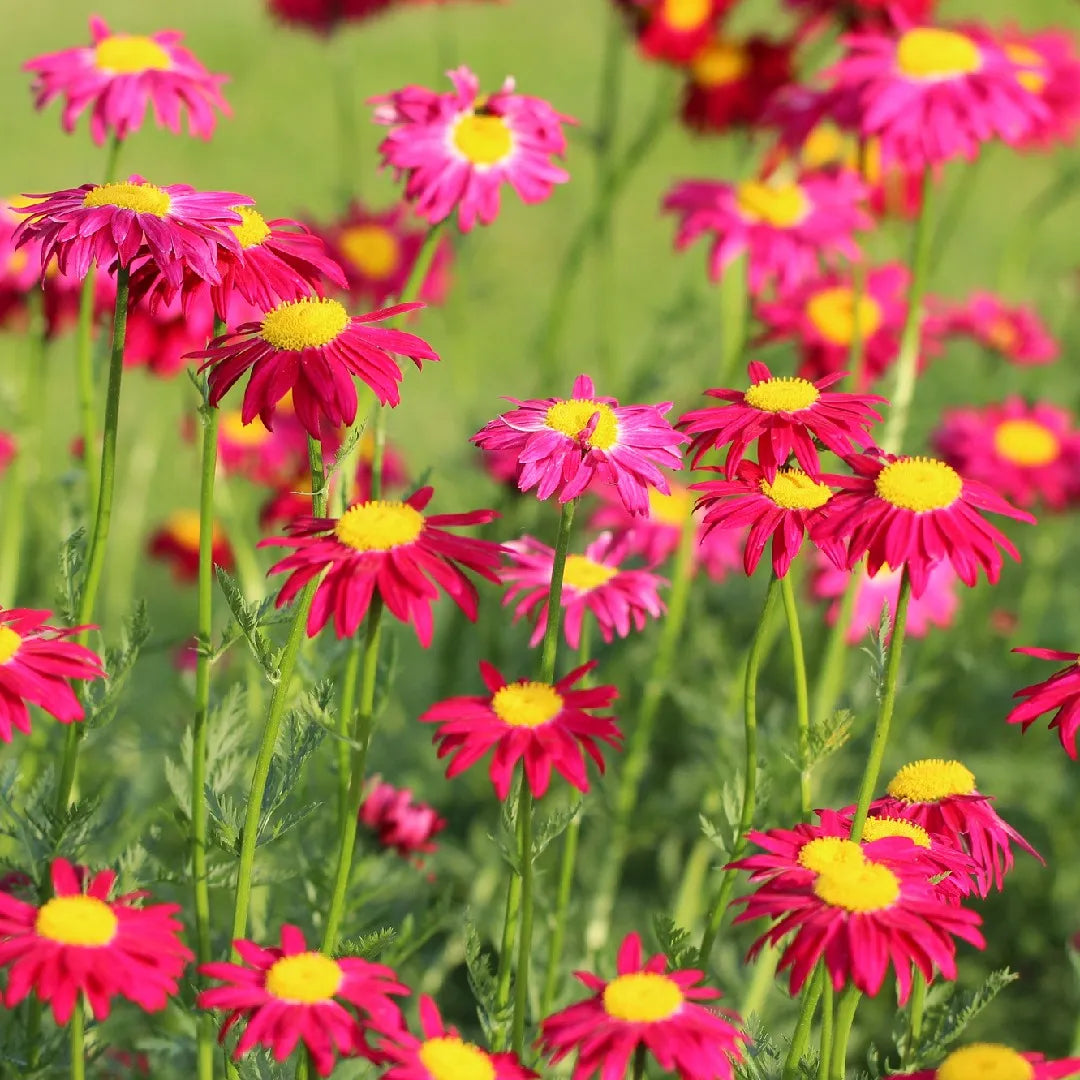 Pink Pyrethrum Flower seeds for Planting Low Maintenance Heirloom & GMO Free Seeds for Home Garden
Sale seeds for home garden planting