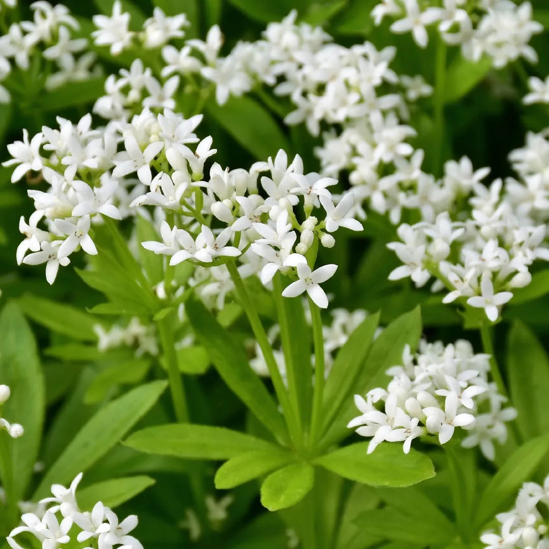 Sweet Woodruff Flower seeds for Planting Low Maintenance Heirloom & GMO Free Seeds for Home Garden
Sale for planting in home garden