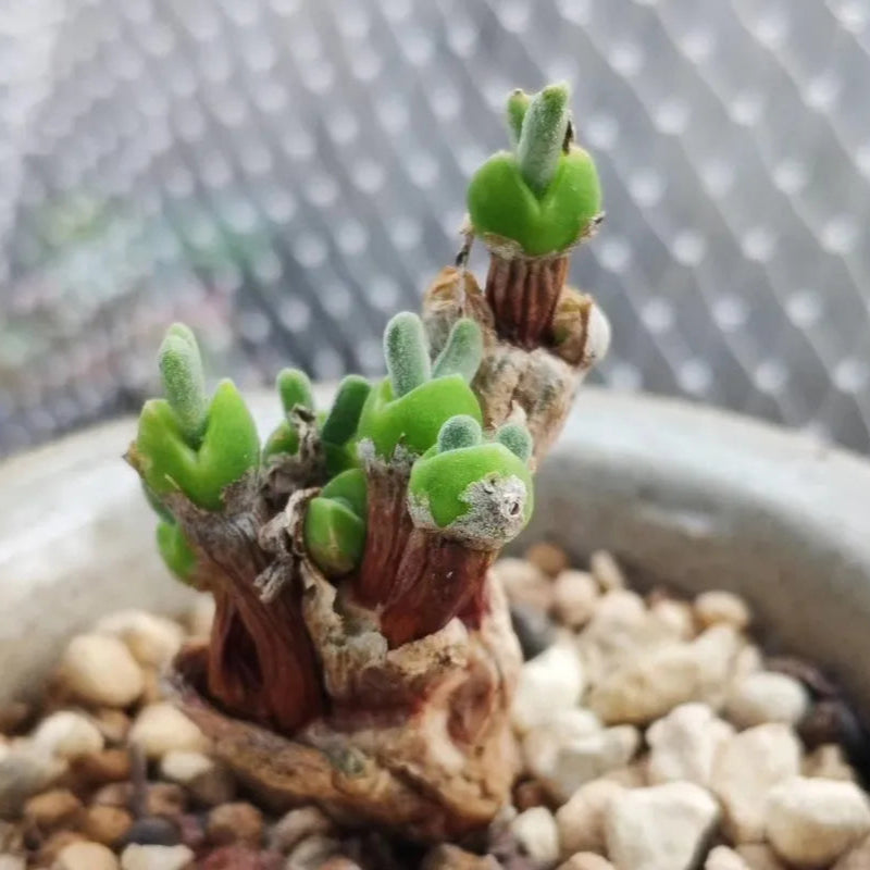 Monilaria Obconica Plant Seeds for Planting – Heirloom, Non-GMO, Easy to Grow, Perennial