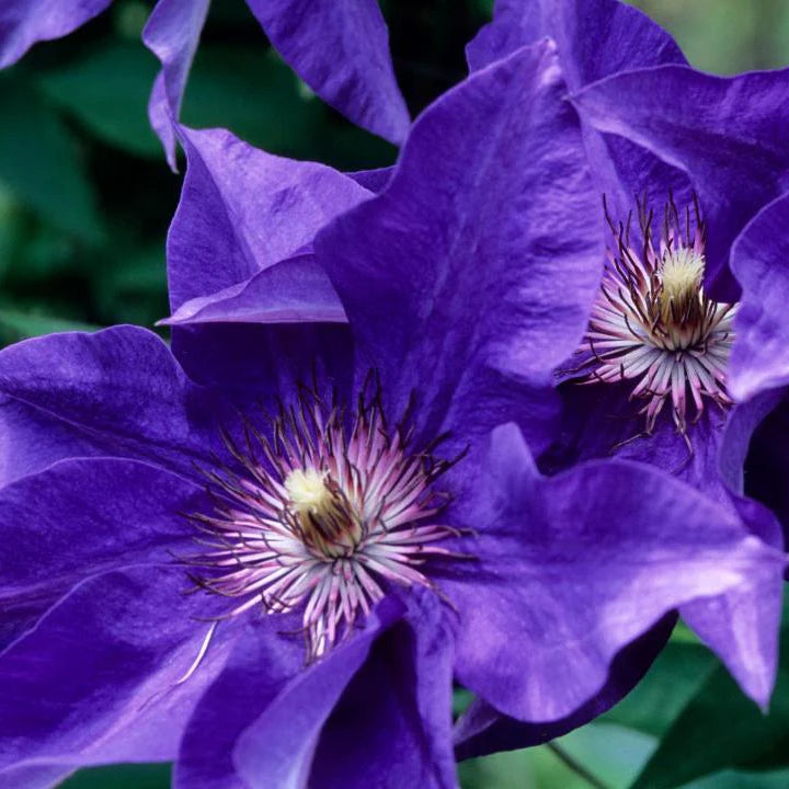 Dark Purple Clematis Flower Seeds