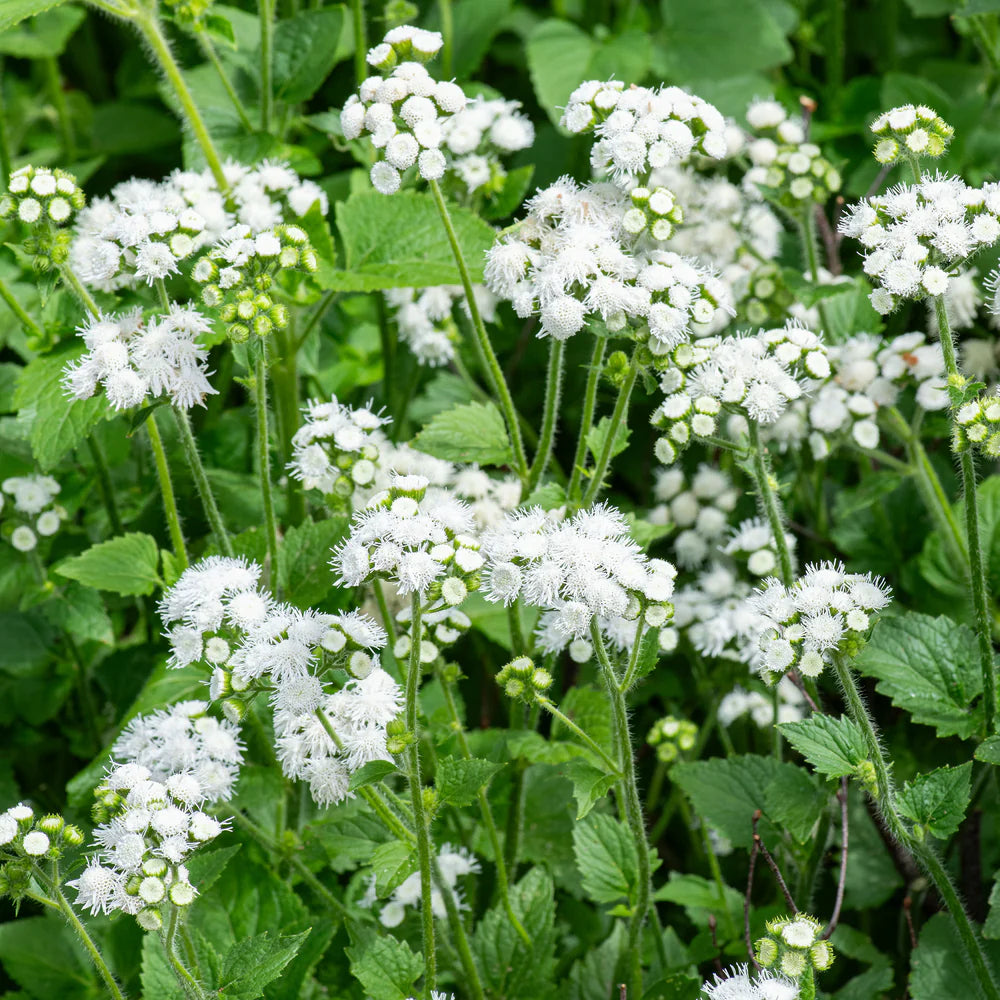 white seed plant White Ageratum Flower Seeds for Planting – Heirloom, Non-GMO, Annual, – Pure Asia Seeds