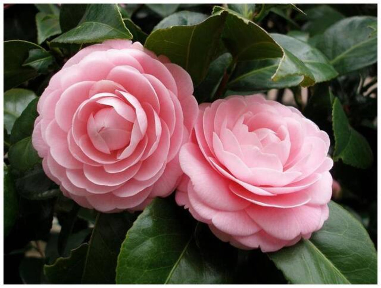Camellia Flower Seeds for Planting – Heirloom, Non-GMO, Evergreen Shrub