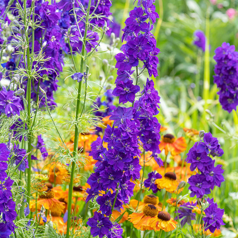 Blauer Rittersporn Blumensamen