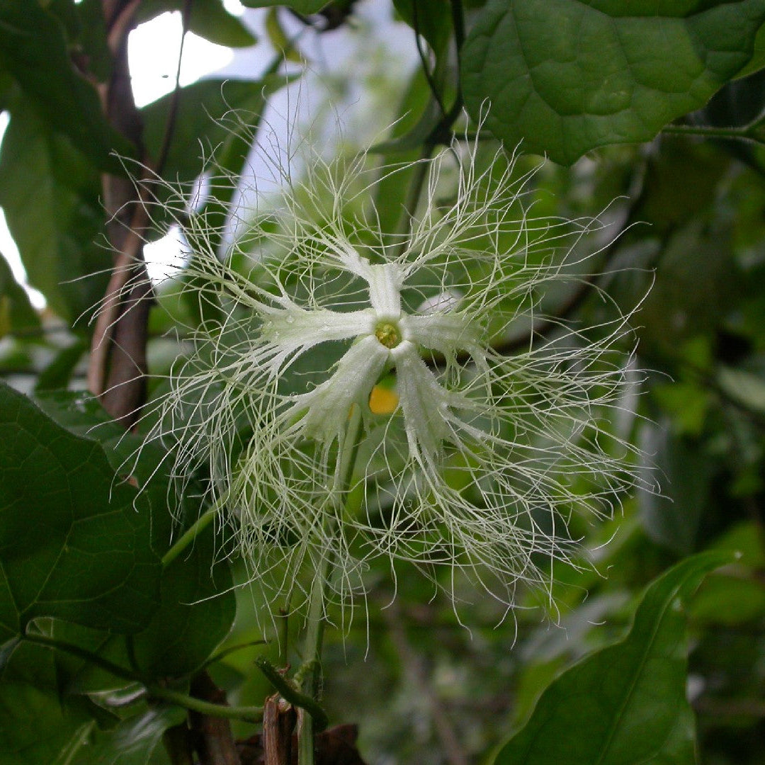 Trichosanthes Kirilowii (Snake Gourd) Vegetable Seeds for Planting – Heirloom, Non-GMO, Easy to Grow