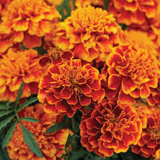 Non-GMO Marigold Seeds