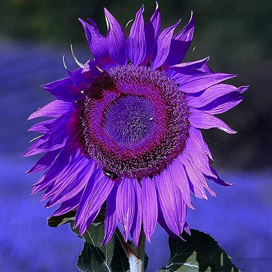 Sunflower Seeds for Planting to Plant purple