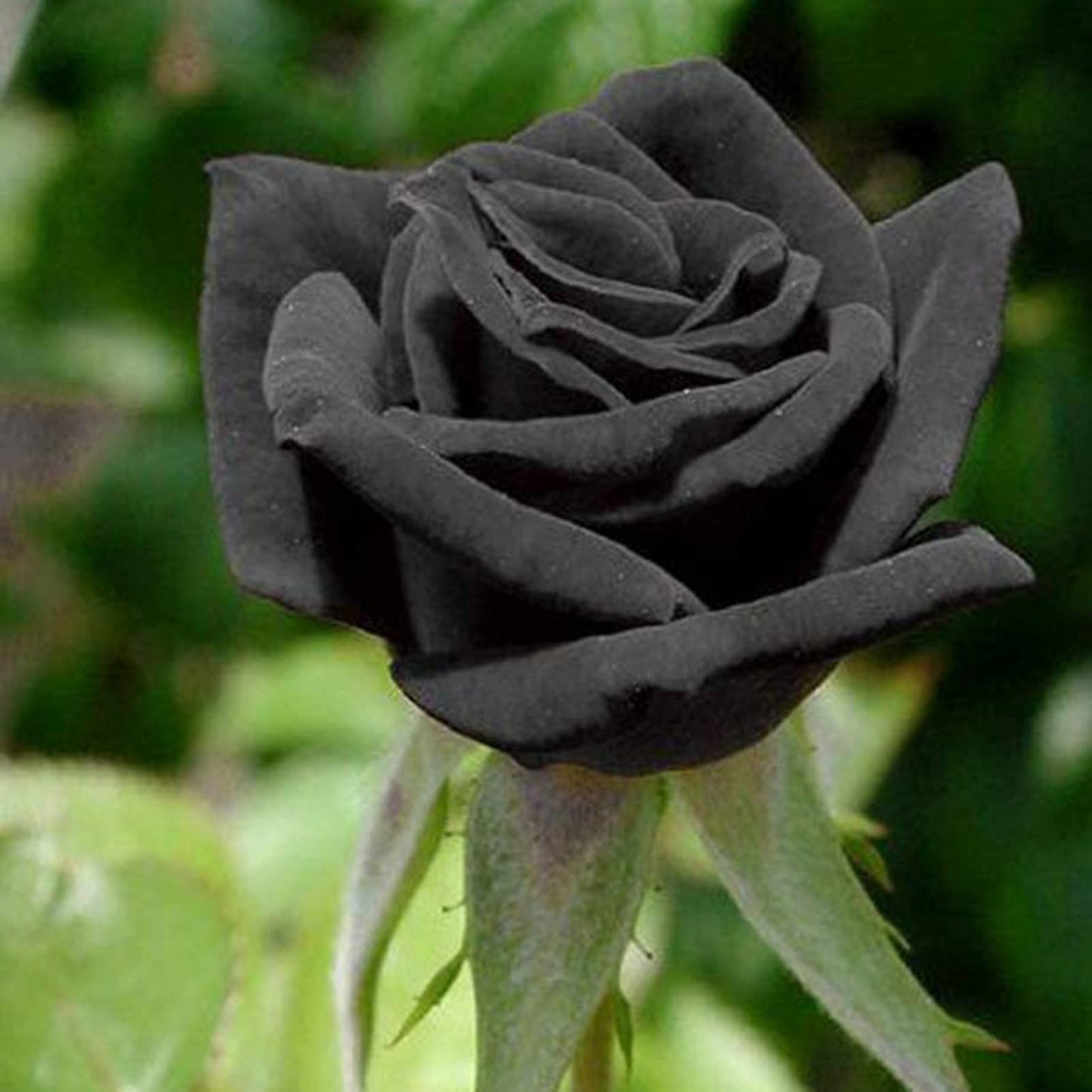 Rare Rose Seeds, Rose Seeds for Planting Black