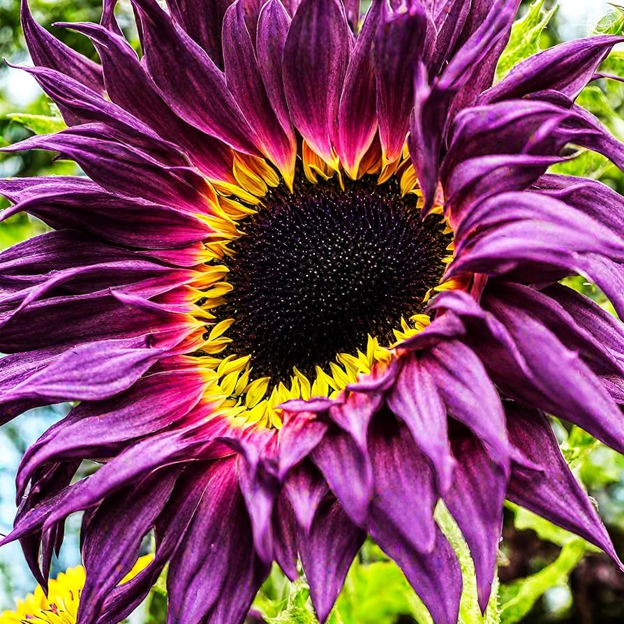Sunflower Seeds for Planting to Plant purple