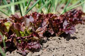 Lettuce Seed Collection