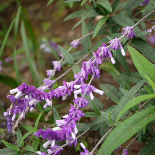 Salvia Leucantha Flower Seeds for Planting – Heirloom, Non-GMO, Pollinator-Friendly, Annual Blooms