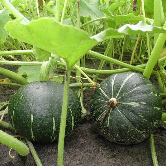 Green Hokkaido Squash Seeds for Planting – Heirloom, Non-GMO, Easy to Grow, Winter Variety