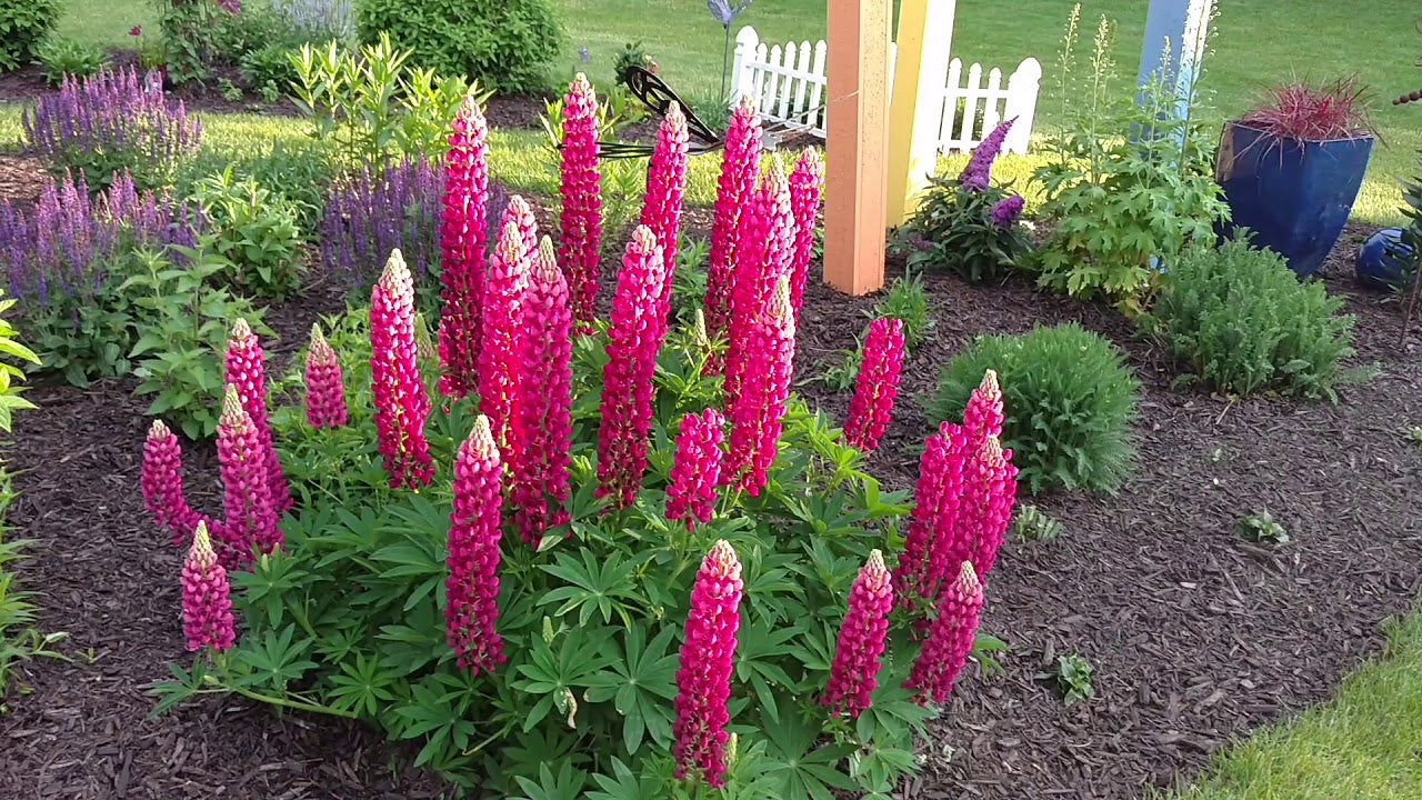 Lupine Wildflower Seeds pink